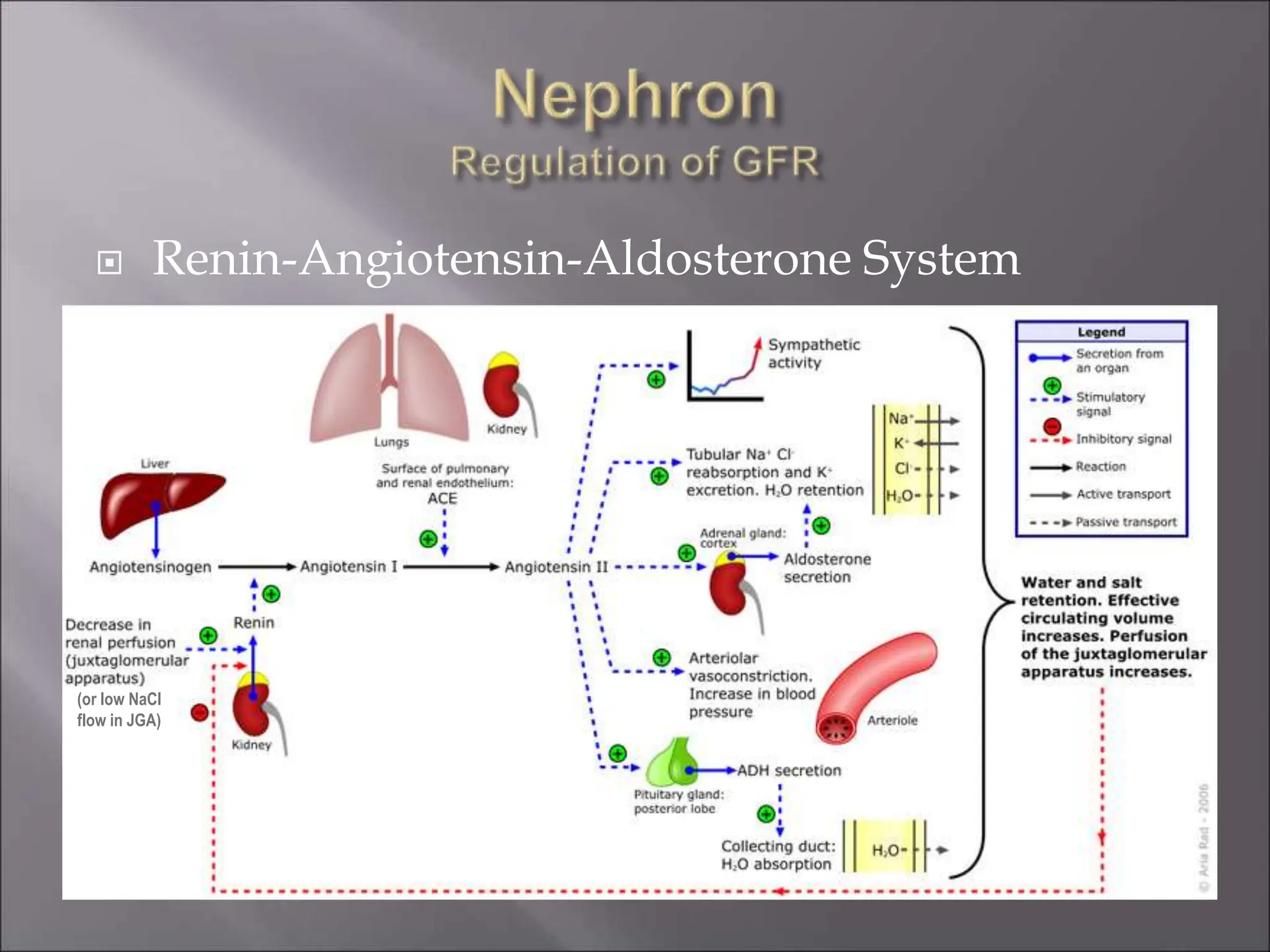  Renin-Angiotensin-Aldosterone System
(or low NaCl
flow in JGA)
 
