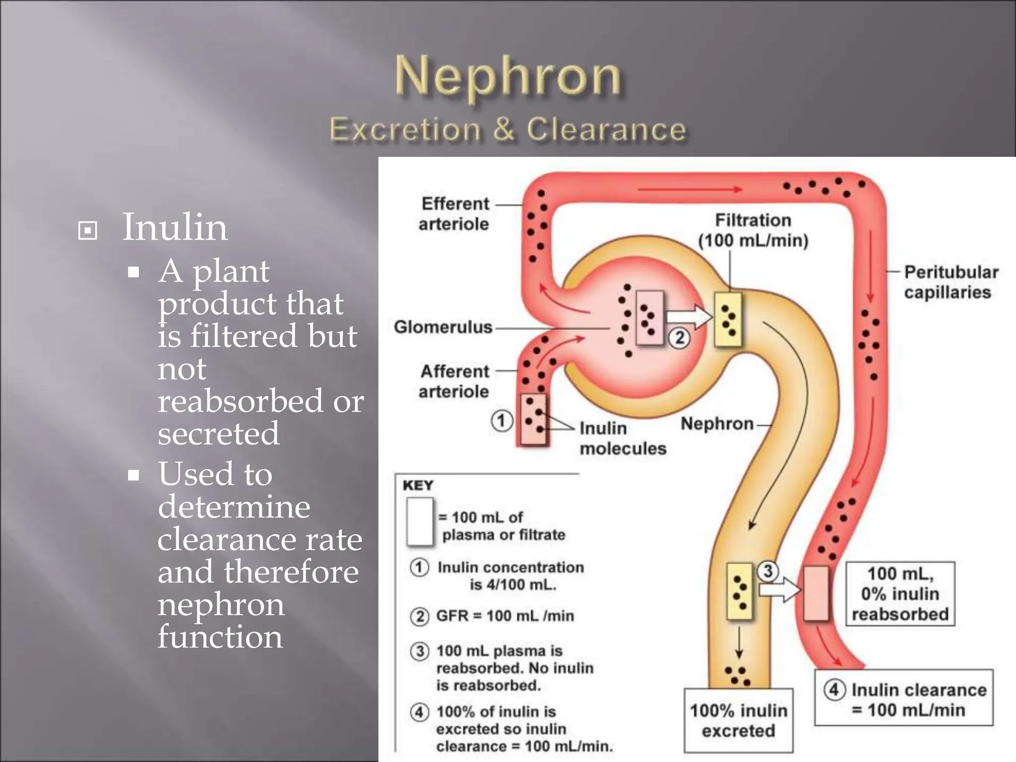  Inulin
 A plant
product that
is filtered but
not
reabsorbed or
secreted
 Used to
determine
clearance rate
and therefore
nephron
function
 