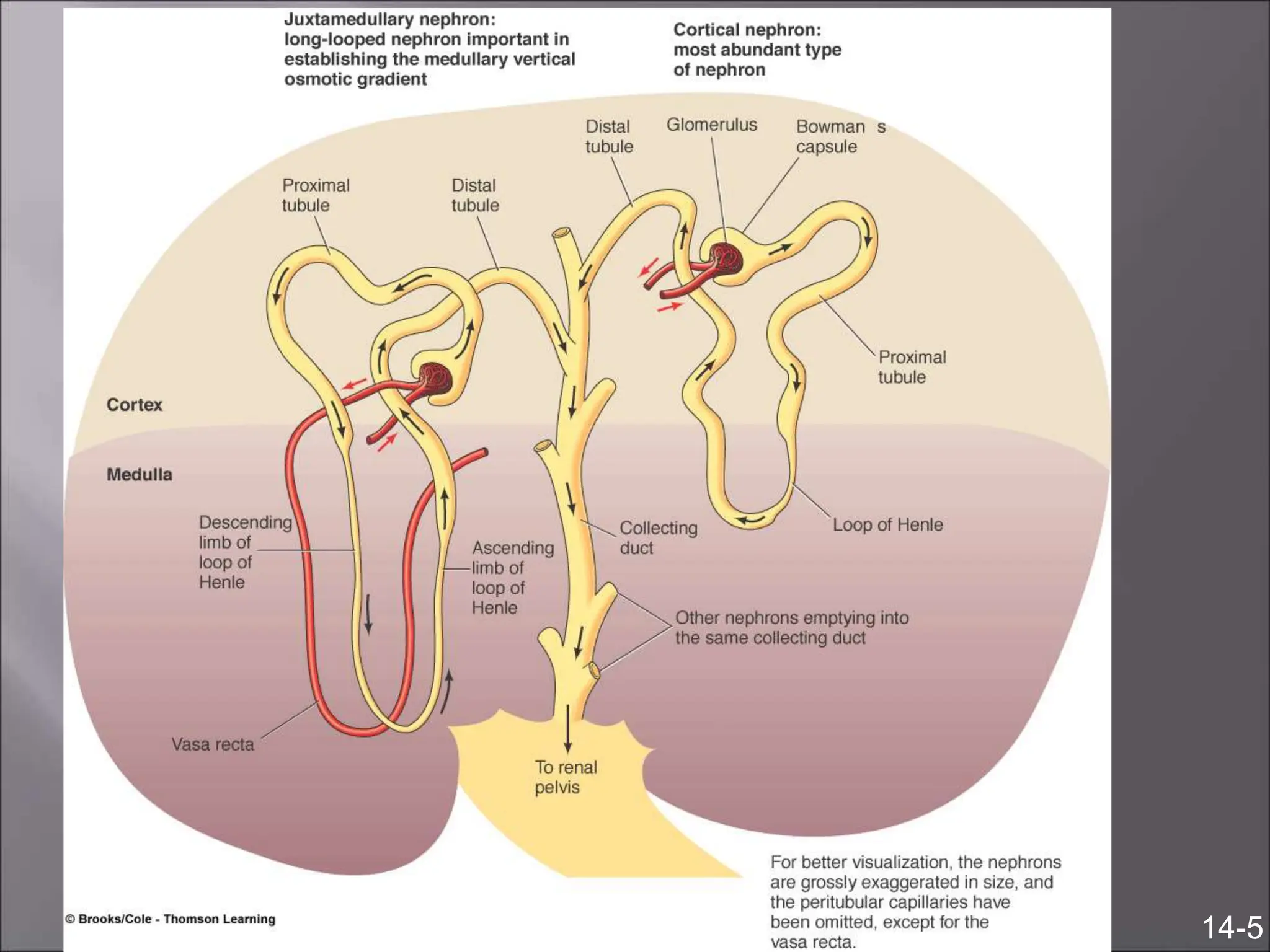 14-5
Juxtamedullary Nephron Cortical Nephron
 