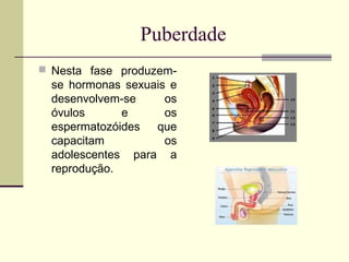 Puberdade
 Nesta fase produzem-

se hormonas sexuais e
desenvolvem-se
os
óvulos
e
os
espermatozóides
que
capacitam
os
adolescentes para a
reprodução.

 