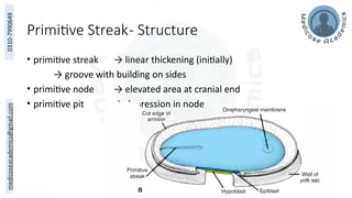 Embryology 10a. Week 3 - Gastrulation & Notochord Formationpptx | PPTX