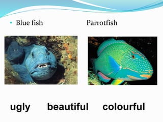 • Blue fish Parrotfish
ugly beautiful colourful
 