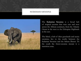 SUDANIAN SAVANNA



         The Sudanian Savanna is a broad belt
         of tropical savanna that runs east and west
         across the African continent, from the Atlantic
         Ocean in the west to the Ethiopian Highlands
         in the east.

         The Sahel, a belt of drier grasslands and acacia
         savannas, lies to the north, between the
         Sudanian Savanna and the Sahara Desert. To
         the south the forest-savanna mosaic is a
         transition zone.
 