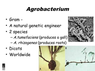 agrobacterim vector | PPT