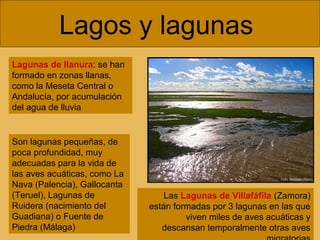 Lagos y lagunas
Lagunas de llanura: se han
formado en zonas llanas,
como la Meseta Central o
Andalucía, por acumulación
del agua de lluvia
Las Lagunas de Villafáfila (Zamora)
están formadas por 3 lagunas en las que
viven miles de aves acuáticas y
descansan temporalmente otras aves
Son lagunas pequeñas, de
poca profundidad, muy
adecuadas para la vida de
las aves acuáticas, como La
Nava (Palencia), Gallocanta
(Teruel), Lagunas de
Ruidera (nacimiento del
Guadiana) o Fuente de
Piedra (Málaga)
 