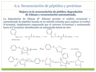 10 Aminoácidos, péptidos y proteínas (1).ppt