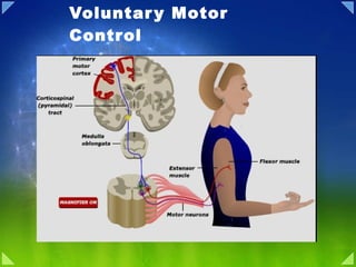 Voluntary Motor Control 
