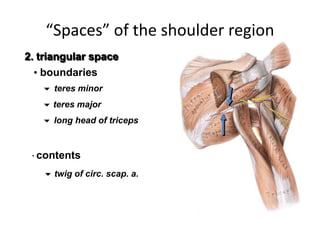 10 Anatomy of Shoulder region.pptx222222 | PPTX