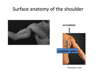 10 Anatomy of Shoulder region.pptx222222 | PPTX