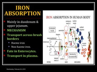 IRON
ABSORPTION
 Mainly in duodenum &
upper jejunum.
 MECHANISM
 Transport across brush
borders
 Haeme iron
 Non-haeme iron.
 Fate in Enterocytes.
 Transport in plasma.
Wednesday, February 24, 2016
 