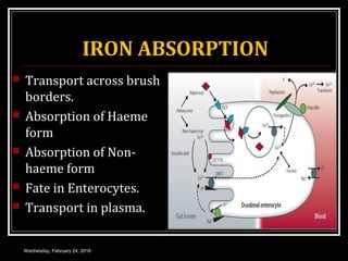 IRON ABSORPTION
 Transport across brush
borders.
 Absorption of Haeme
form
 Absorption of Non-
haeme form
 Fate in Enterocytes.
 Transport in plasma.
Wednesday, February 24, 2016
 