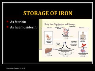 STORAGE OF IRON
 As ferritin
 As haemosiderin.
Wednesday, February 24, 2016
 