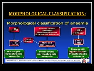 MORPHOLOGICAL CLASSIFICATION:
normochromic
 