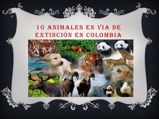 10 ANIMALES EN VIA DE
EXTINCIÓN EN COLOMBIA
 