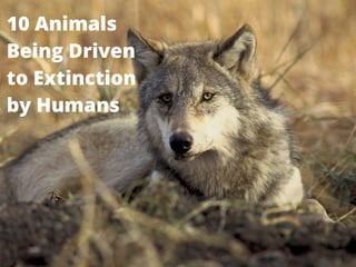 10 Animals
Being Driven
to Extinction
by Humans
 