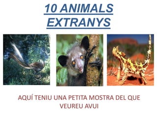 10 ANIMALS
EXTRANYS
AQUÍ TENIU UNA PETITA MOSTRA DEL QUE
VEUREU AVUI
 