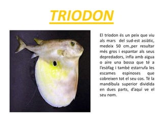 TRIODON
El triodon és un peix que viu
als mars del sud-est asiàtic,
medeix 50 cm.,per resultar
més gros i espantar als seus
depredadors, infla amb aigua
o aire una bossa que té a
l’esòfag i també estarrufa les
escames espinoses que
cobreixen tot el seu cos. Té la
mandíbula superior dividida
en dues parts, d’aquí ve el
seu nom.
 