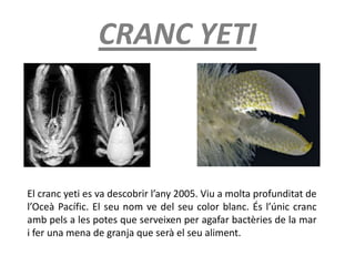 CRANC YETI
El cranc yeti es va descobrir l’any 2005. Viu a molta profunditat de
l’Oceà Pacífic. El seu nom ve del seu color blanc. És l’únic cranc
amb pels a les potes que serveixen per agafar bactèries de la mar
i fer una mena de granja que serà el seu aliment.
 