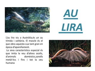 AU
LIRA
L’au lira viu a Austràlia,és un au
tímida i solitària. El mascle és el
que obra aquesta cua tant gran en
època d’aparellament.
La seva característica especial és
que imita la veu d’altres ocells,
d’animals domèstics,sorolls
metàl·lics i fins i tot la veu
humana
 