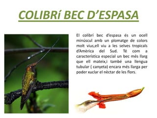 COLIBRí BEC D’ESPASA
El colibrí bec d’espasa és un ocell
minúscul amb un plomatge de colors
molt vius,ell viu a les selves tropicals
d’Amèrica del Sud. Té com a
característica especial un bec més llarg
que ell mateix,i també una llengua
tubular ( canyeta) encara més llarga per
poder xuclar el nèctar de les flors.
 