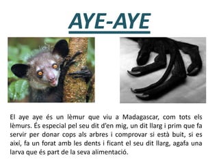 AYE-AYE
El aye aye és un lèmur que viu a Madagascar, com tots els
lèmurs. És especial pel seu dit d’en mig, un dit llarg i prim que fa
servir per donar cops als arbres i comprovar si està buit, si es
així, fa un forat amb les dents i ficant el seu dit llarg, agafa una
larva que és part de la seva alimentació.
 