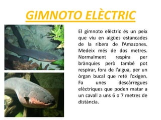 GIMNOTO ELÈCTRIC
El gimnoto elèctric és un peix
que viu en aigües estancades
de la ribera de l’Amazones.
Medeix més de dos metres.
Normalment respira per
brànquies però també pot
respirar, fora de l’aigua, per un
òrgan bucal que reté l’oxigen.
Fa unes descàrregues
elèctriques que poden matar a
un cavall a uns 6 o 7 metres de
distància.
 