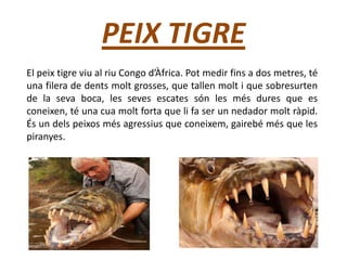 PEIX TIGRE
El peix tigre viu al riu Congo d’Àfrica. Pot medir fins a dos metres, té
una filera de dents molt grosses, que tallen molt i que sobresurten
de la seva boca, les seves escates són les més dures que es
coneixen, té una cua molt forta que li fa ser un nedador molt ràpid.
És un dels peixos més agressius que coneixem, gairebé més que les
piranyes.
 