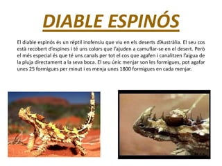 DIABLE ESPINÓS
El diable espinós és un rèptil inofensiu que viu en els deserts d’Austràlia. El seu cos
està recobert d’espines i té uns colors que l’ajuden a camuflar-se en el desert. Però
el més especial és que té uns canals per tot el cos que agafen i canalitzen l’aigua de
la pluja directament a la seva boca. El seu únic menjar son les formigues, pot agafar
unes 25 formigues per minut i es menja unes 1800 formigues en cada menjar.
 