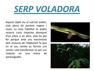 SERP VOLADORA
Aquest rèptil viu al sud-est asiàtic,
està plena de puntets negres i
roses. La seva habilitat és poder
recorre curts trajectes planejant
d’un arbre a un altre, això ho pot
fer perquè amb uns moviments
dels músculs de l’abdomen fa que
en el seu ventre es formin uns
canals i així transformar-se per uns
instants en una mena de
paracaigudes.
 