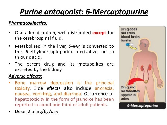 6 Mp Purinethol