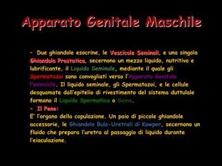 10) Apparato Riproduttivo Maschile | PPTX