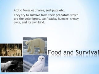 Arctic Foxes eat hares, seal pups etc.
They try to survive from their predators which
are the polar bears, wolf packs, humans, snowy
owls, and its own kind.
 