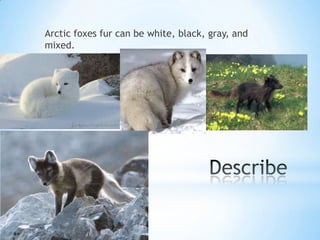 Arctic foxes fur can be white, black, gray, and
mixed.
 