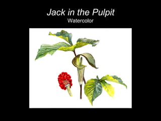 Jack in the Pulpit Watercolor 