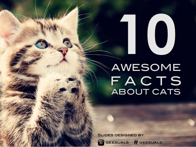 awesome facts about cats