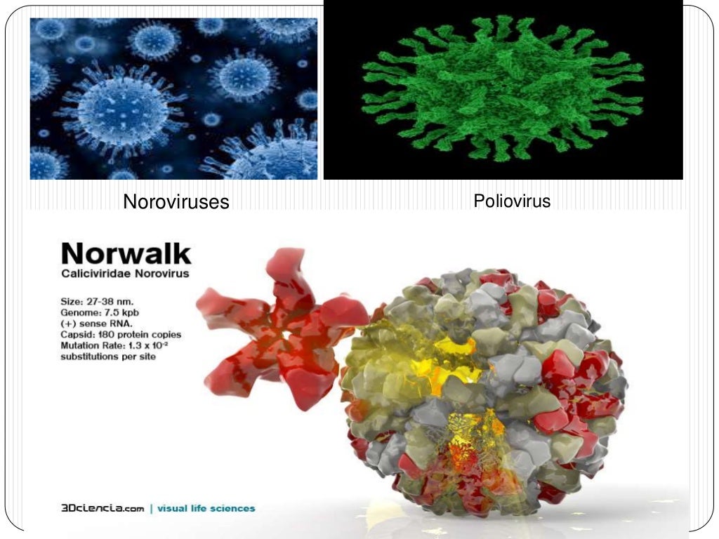 virus in food and acts as foodborne pathogen