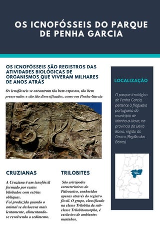 OS ICNOFÓSSEIS DO PARQUE
DE PENHA GARCIA


OS ICNOFÓSSEIS SÃO REGISTROS DAS
ATIVIDADES BIOLÓGICAS DE
ORGANISMOS QUE VIVERAM MILHARES
DE ANOS ATRÁS
CRUZIANAS
A Cruziana é um icnofóssil
formado por rastos
bilobados com estrias
oblíquas.
Foi produzida quando o
animal se deslocava mais
lentamente, alimentando-
se revolvendo o sedimento.
LOCALIZAÇÃO
TRILOBITES
São artrópodes
característicos do
Paleozoico, conhecidos
apenas através do registro
fóssil. O grupo, classificado
na classe Trilobita da sub-
classe Trilobitomorpha, é
exclusivo de ambientes
marinhos.
Os icnofósseis se encontram tão bem expostos, tão bem
preservados e são tão diversificados, como em Penha Garcia O parque icnológico
de Penha Garcia,
pertence à freguesia
portuguesa do
município de
Idanha-a-Nova, na
província da Beira
Baixa, região do
Centro (Região das
Beiras)
 