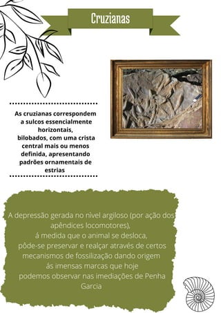 Cruzianas
As cruzianas correspondem
a sulcos essencialmente
horizontais,
bilobados, com uma crista
central mais ou menos
definida, apresentando
padrões ornamentais de
estrias
A depressão gerada no nìvel argiloso (por ação dos
apêndices locomotores),
á medida que o animal se desloca,
pôde-se preservar e realçar através de certos
mecanismos de fossilização dando origem
ás imensas marcas que hoje
podemos observar nas imediações de Penha
Garcia
 