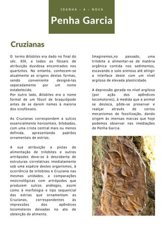 O termo Bilobites era dado no final do
séc. XIX, a todos os fósseis de
atribuição duvidosa encontrados nos
quartzitos. No entanto, conhecem-se
atualmente as origens destas formas,
sendo conveniente designá-las
separadamente por um nome
estabelecido.
Por outro lado, Bilobites era o nome
formal de um fóssil de braquiópode
antes de se darem nomes à maioria
dos icnofósseis.
As Cruzianas correspondem a sulcos
essencialmente horizontais, bilobados,
com uma crista central mais ou menos
definida, apresentando padrões
ornamentais de estrias.
A sua atribuição a pistas de
alimentação de trilobites e outros
artrópodes deve-se à descoberta de
estruturas correlativas imediatamente
sob uma espécie destes organismos, à
ocorrência de trilobites e Cruziana nas
mesmas unidades, a comparações
neoicnológicas com artrópodes que
produzem sulcos análogos, assim
como à morfologia e tipo sequencial
das estrias que ornamentam as
Cruzianas, correspondentes às
impressões dos apêndices
locomotores deixadas no ato de
obtenção de alimento.


Penha Garcia
Cruzianas
I D A N H A - A - N O V A
Imaginemos,no passado, uma
trilobite a alimentar-se de matéria
orgânica contida nos sedimentos,
escavando o solo arenoso até atingir
a interface deste com um nível
argiloso de elevada plasticidade.
A depressão gerada no nível argiloso
(por ação dos apêndices
locomotores), à medida que o animal
se desloca, pôde-se preservar e
realçar através de certos
mecanismos de fossilização, dando
origem às imensas marcas que hoje
podemos observar nas imediações
de Penha Garcia.
 