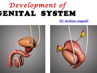 Development of
GENITAL SYSTEM
              Dr mohan angadi
 