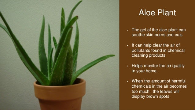 10 Plants That You Need For Your House | 10 plants that you need for your house 10 Plants That You Need For Your House | 10 plants that you need for your house