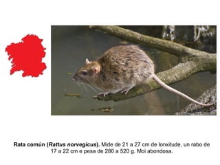 Rata común (Rattus norvegicus). Mide de 21 a 27 cm de lonxitude, un rabo de
17 a 22 cm e pesa de 280 a 520 g. Moi abondosa.
 