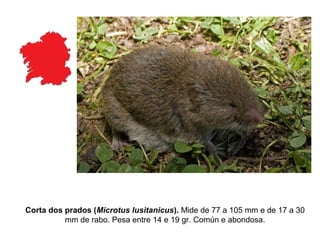 Corta dos prados (Microtus lusitanicus). Mide de 77 a 105 mm e de 17 a 30
mm de rabo. Pesa entre 14 e 19 gr. Común e abondosa.
 