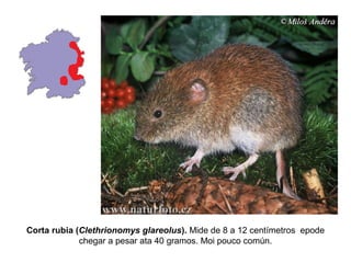 Corta rubia (Clethrionomys glareolus). Mide de 8 a 12 centímetros epode
chegar a pesar ata 40 gramos. Moi pouco común.
 