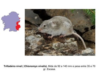 Trilladeira nival ( Chionomys nivalis). Mide de 92 a 140 mm e pesa entre 35 e 70
gr. Escasa.
 