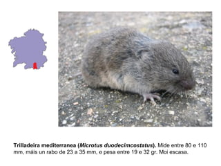Trilladeira mediterranea (Microtus duodecimcostatus). Mide entre 80 e 110
mm, máis un rabo de 23 a 35 mm, e pesa entre 19 e 32 gr. Moi escasa.
 