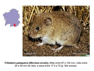 Trilladeira pataqueira (Microtus arvalis). Mide entre 67 e 144 mm, máis entre
20 e 49 mm de rabo, e pesa entre 17,5 e 72 gr. Moi escasa.
 