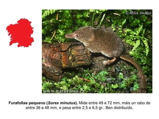 Furafollas pequeno (Sorex minutus). Mide entre 49 e 72 mm, máis un rabo de
entre 38 e 48 mm, e pesa entre 2,5 e 6,5 gr.. Ben distribuído.
 