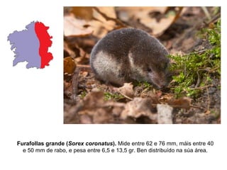 Furafollas grande (Sorex coronatus). Mide entre 62 e 76 mm, máis entre 40
e 50 mm de rabo, e pesa entre 6,5 e 13,5 gr. Ben distribuído na súa área.
 