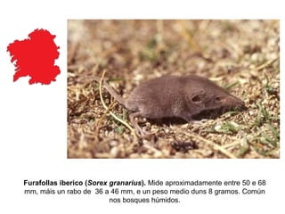 Furafollas iberico (Sorex granarius). Mide aproximadamente entre 50 e 68
mm, máis un rabo de 36 a 46 mm, e un peso medio duns 8 gramos. Común
nos bosques húmidos.
 